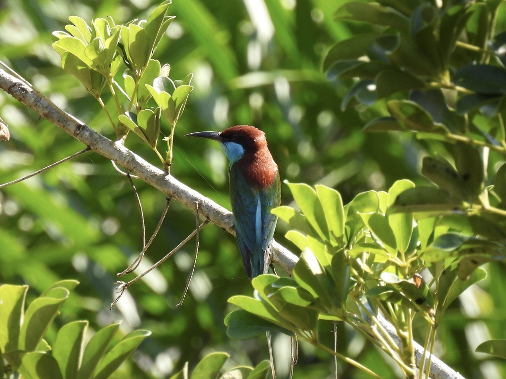 Blue-throated Bee-eater - ML619128158