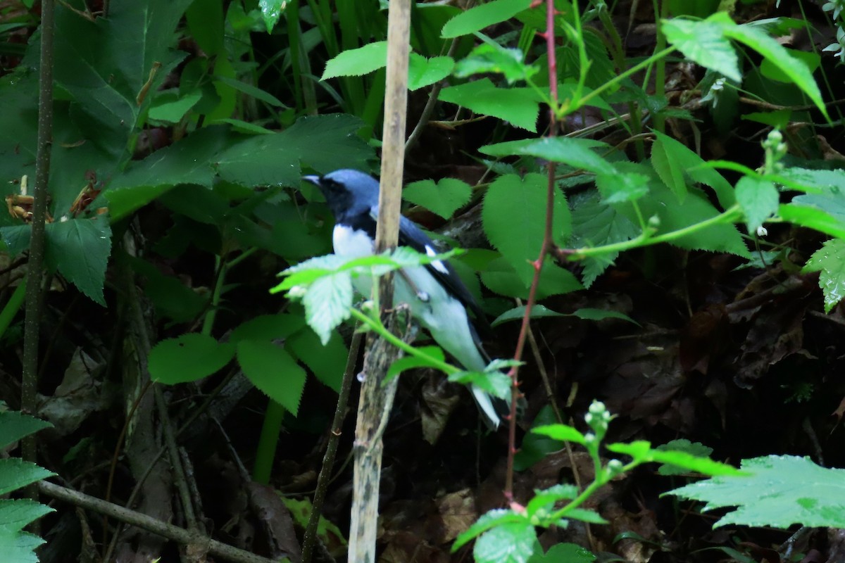 Black-throated Blue Warbler - ML619128166