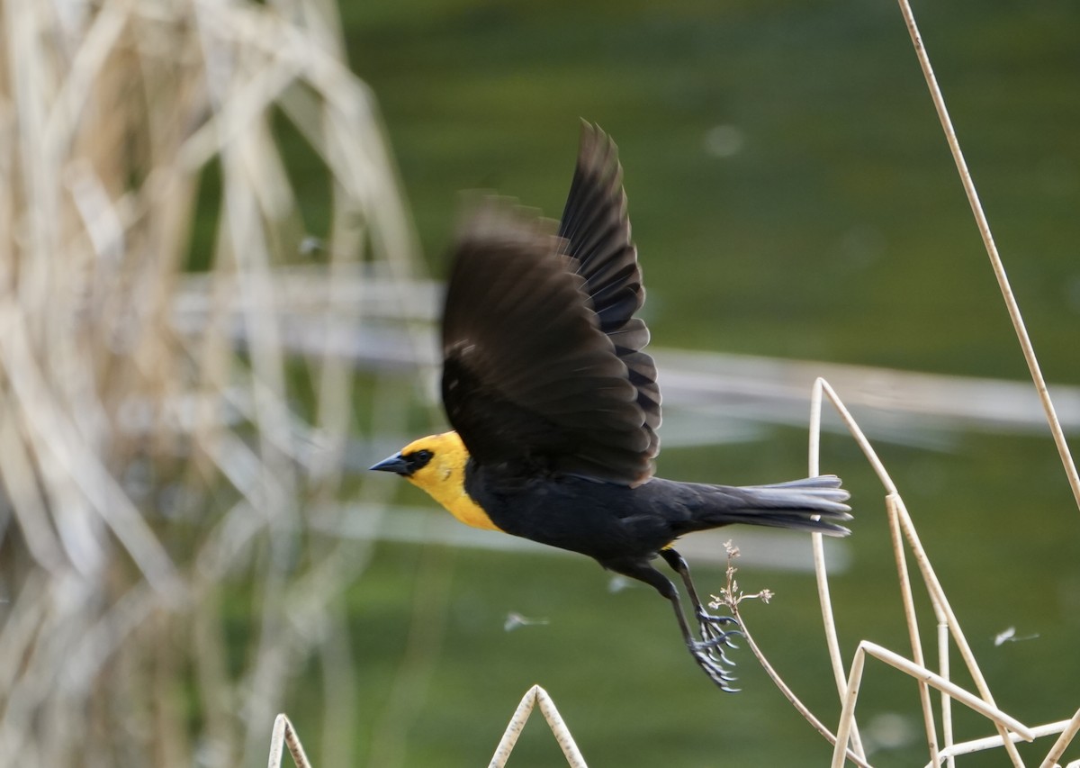 Yellow-headed Blackbird - ML619128170