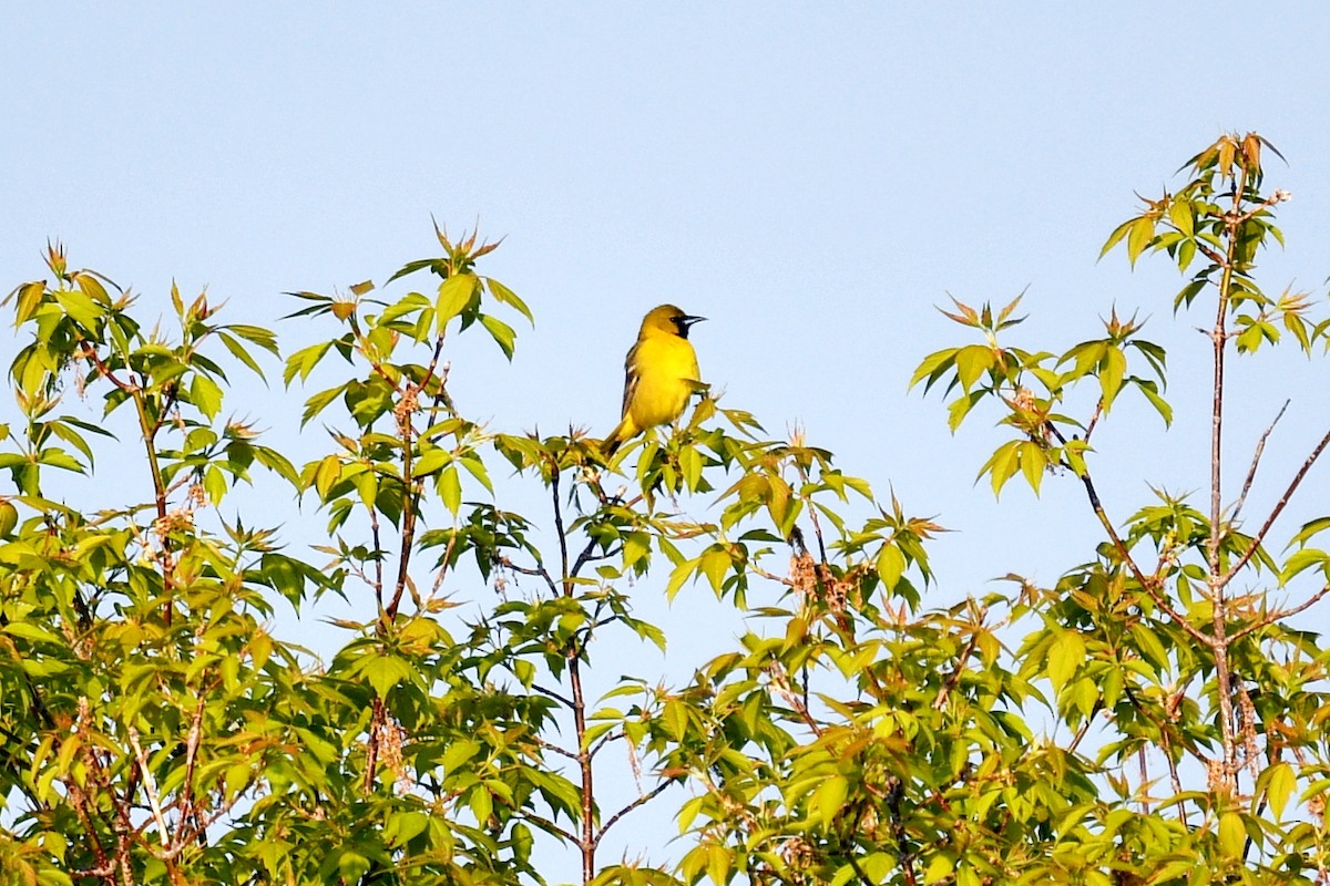 Orchard Oriole - ML619128184
