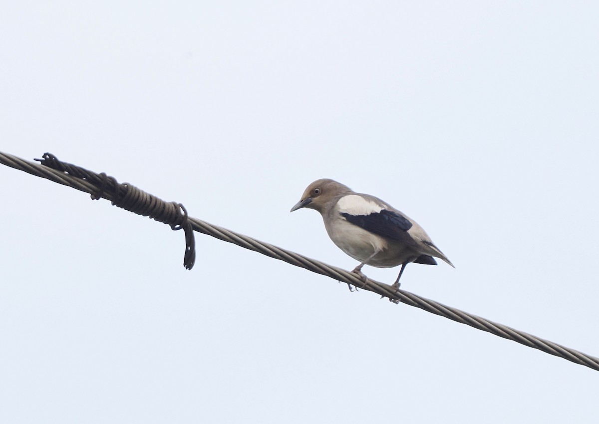 White-shouldered Starling - ML619128198