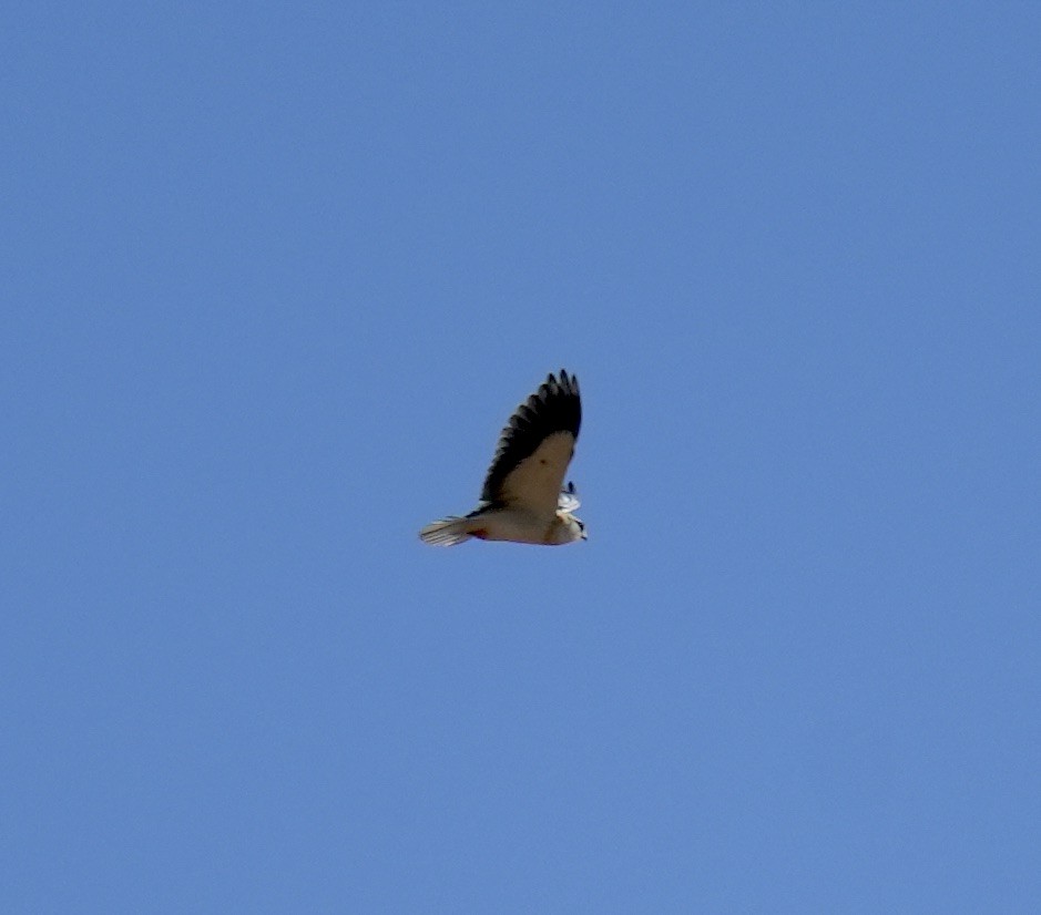 Black-winged Kite - ML619128202
