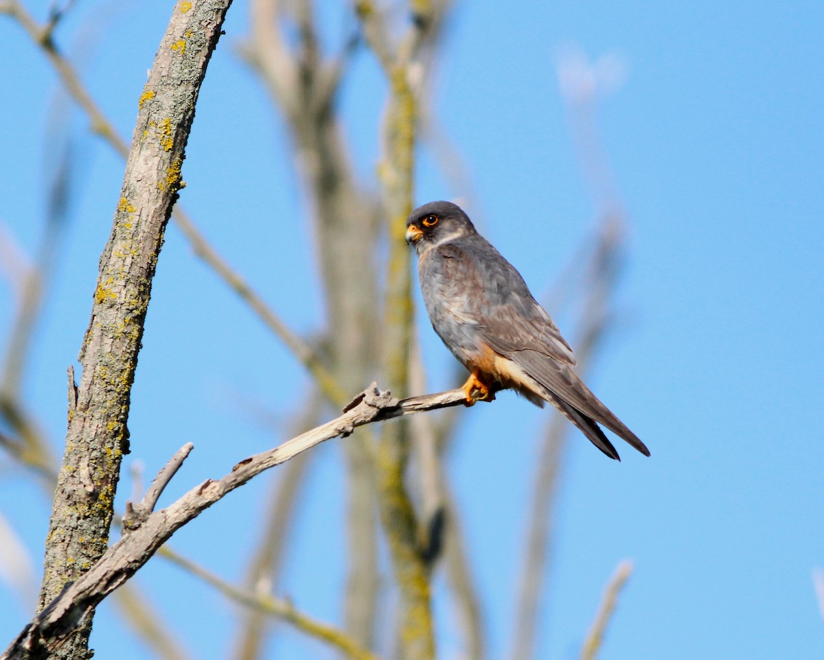 Red-footed Falcon - ML619128230