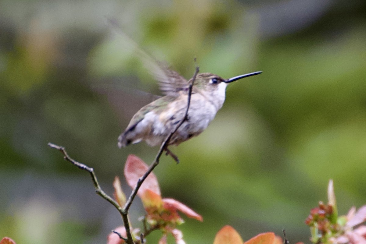 Ruby-throated Hummingbird - ML619128244