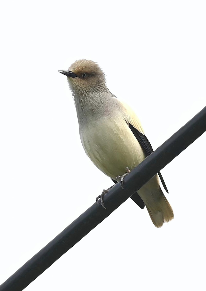 White-shouldered Starling - ML619128249