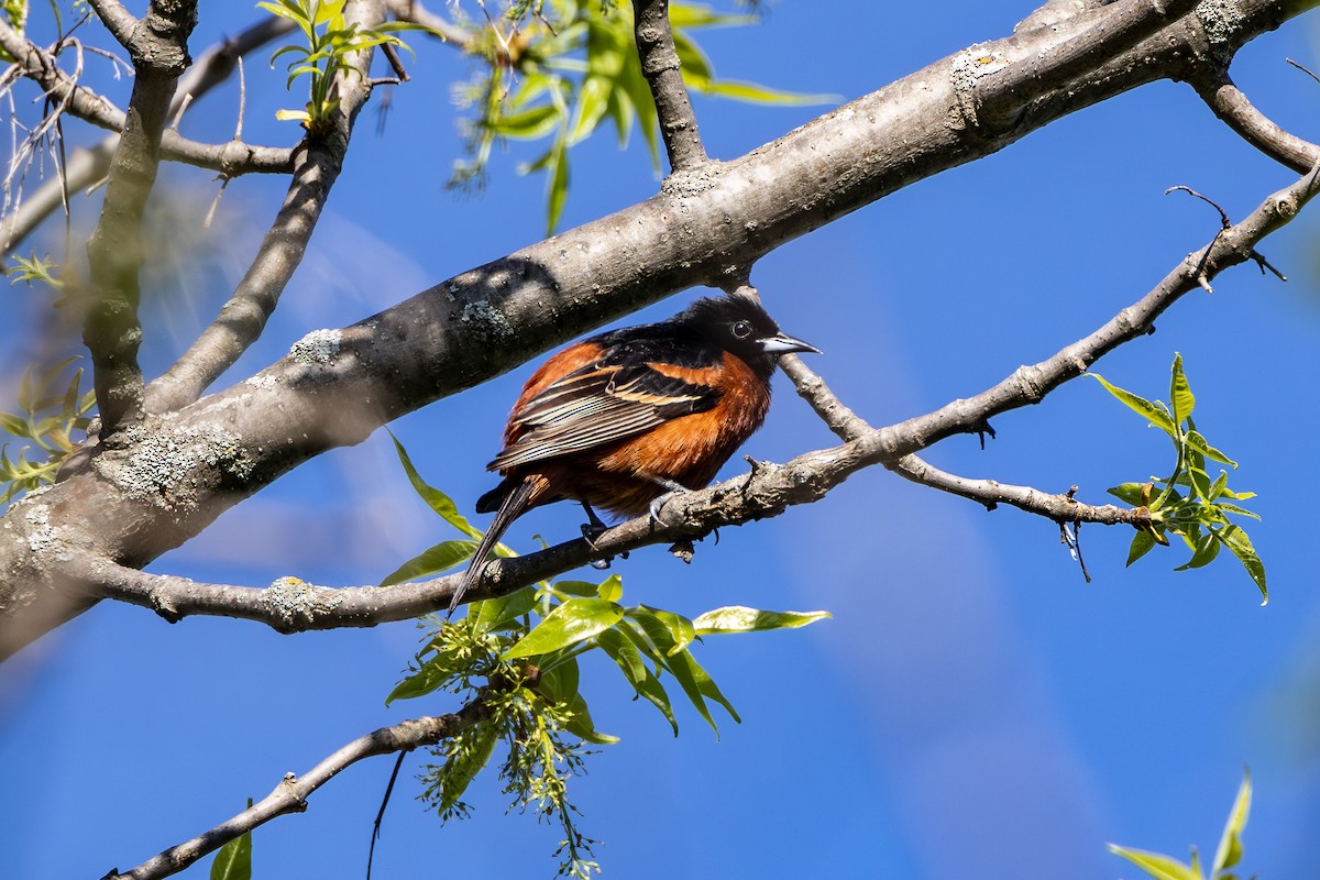 Orchard Oriole - ML619128264