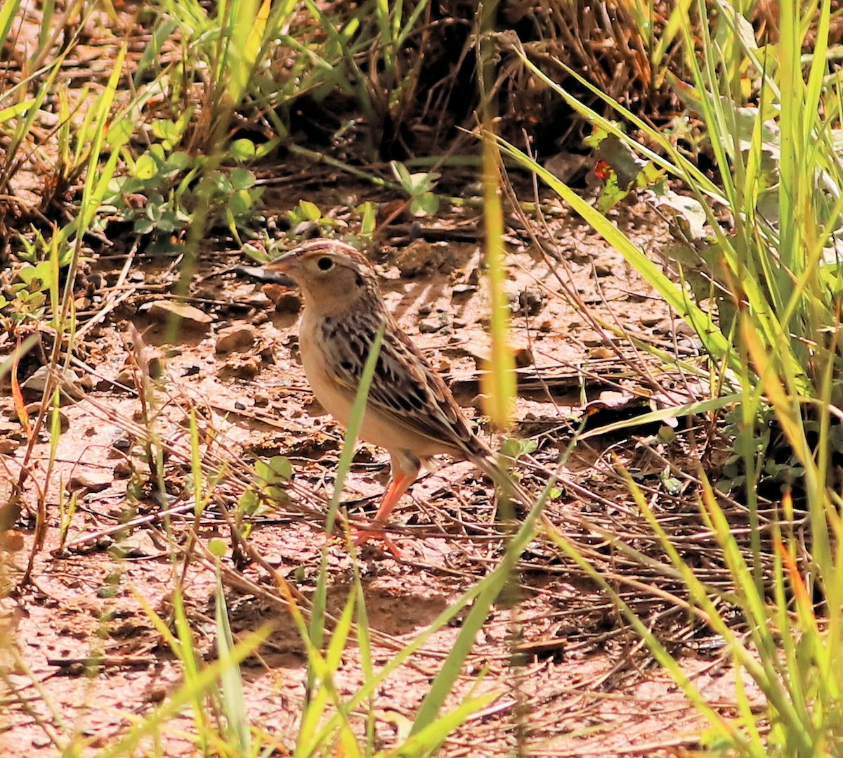 Grasshopper Sparrow - ML619128276