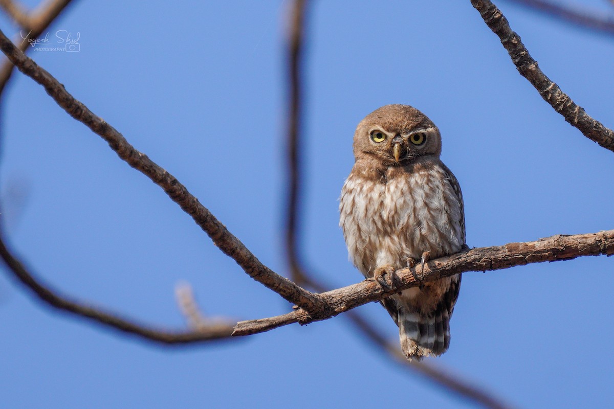 Forest Owlet - ML619128357