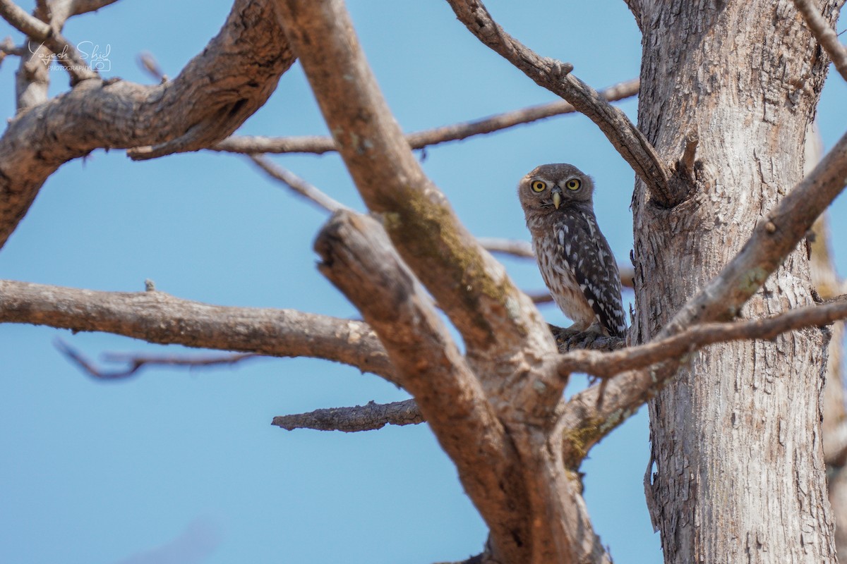 Forest Owlet - ML619128360