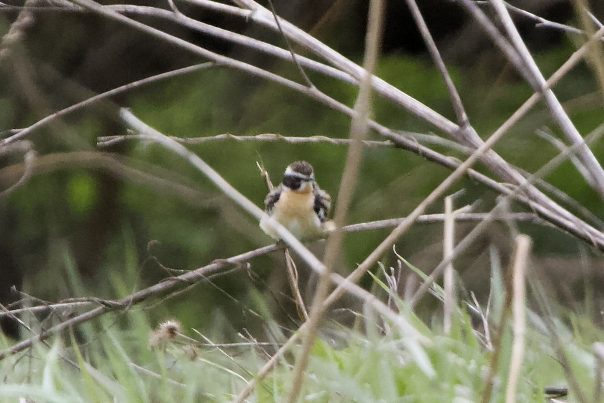 Whinchat - ML619128365