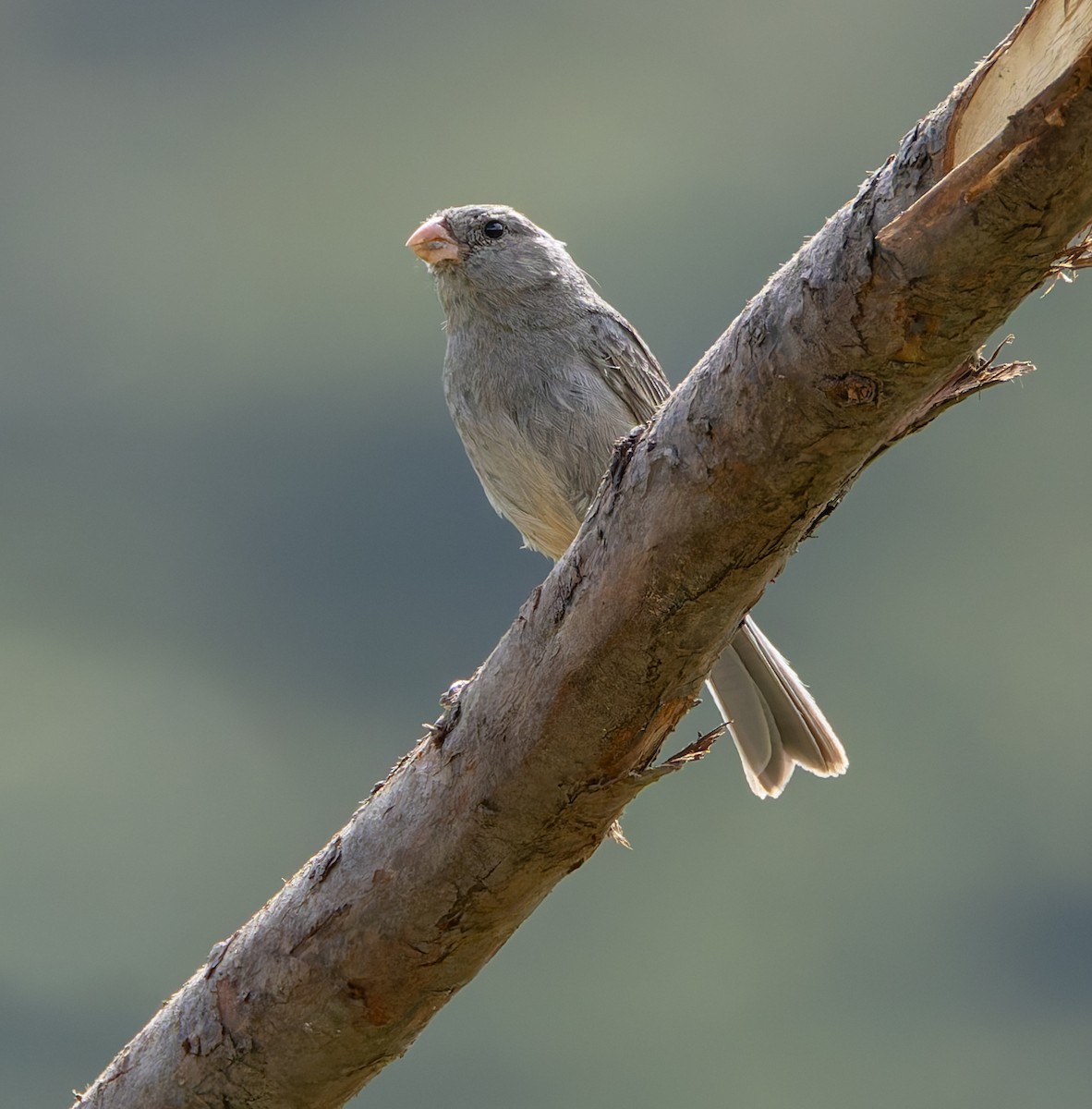 Plain-colored Seedeater - ML619128415