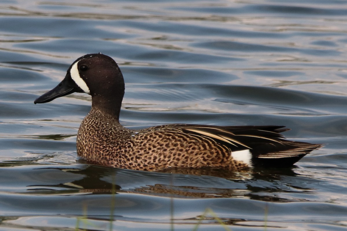 Blue-winged Teal - ML619128464