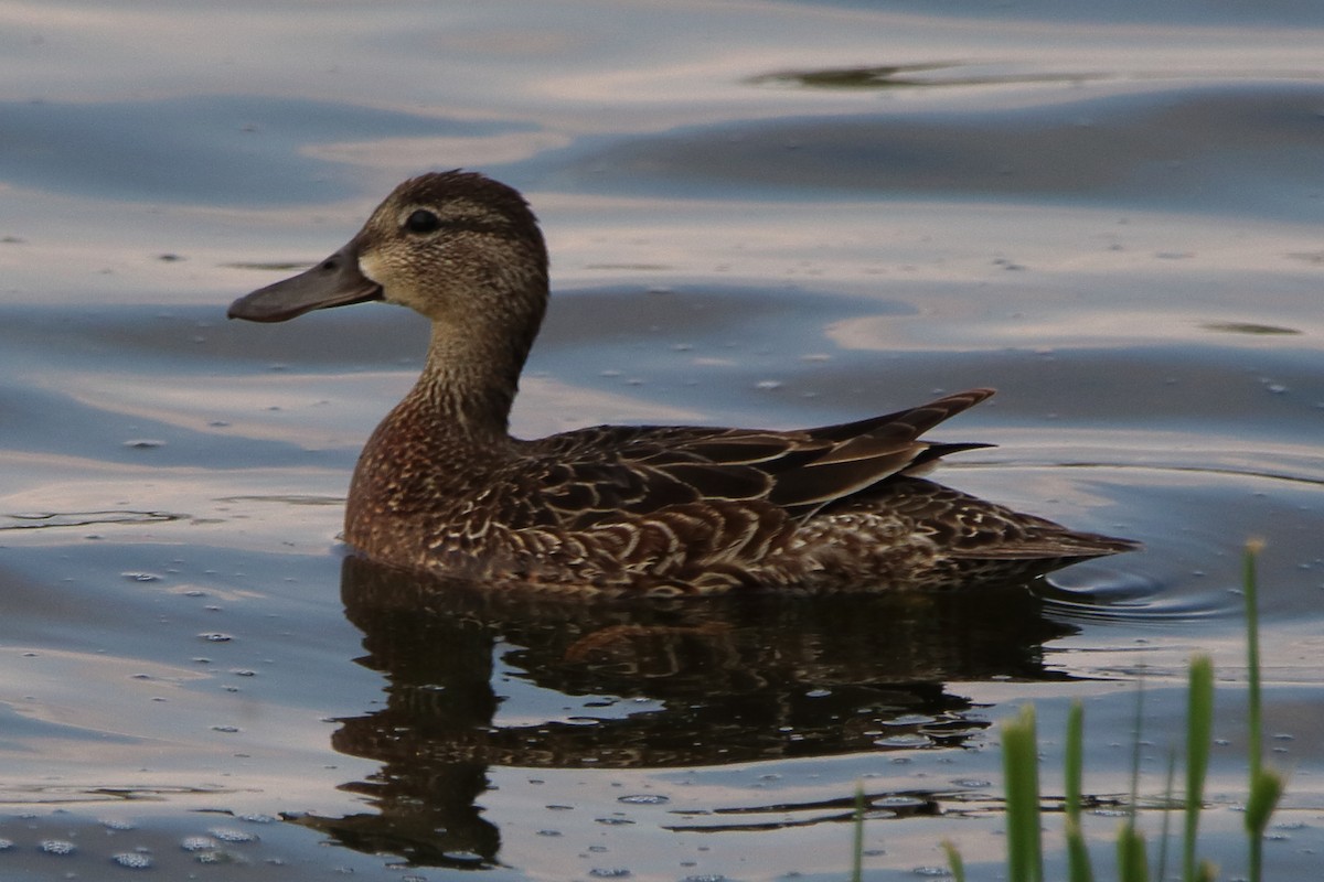 Blue-winged Teal - ML619128466