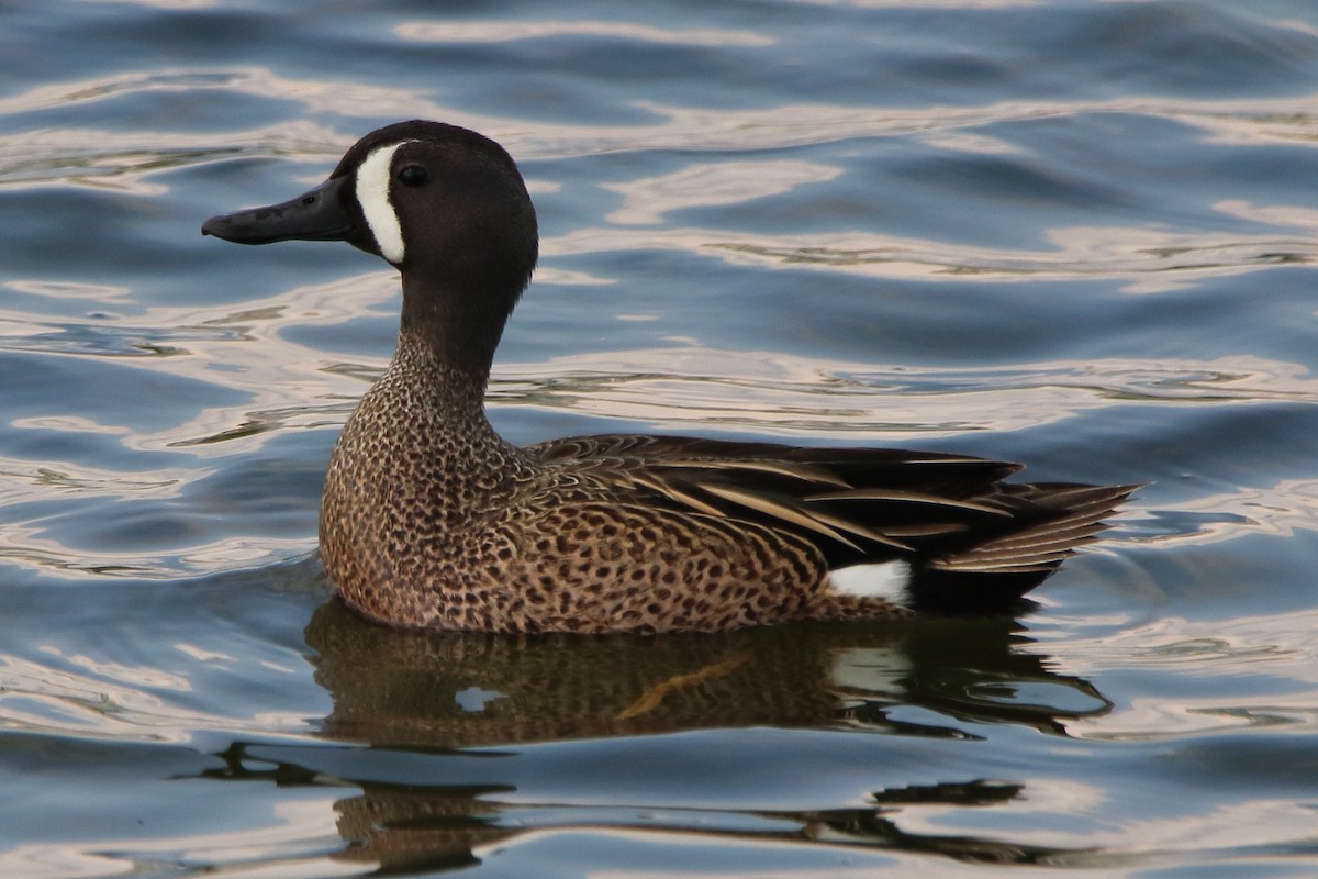 Blue-winged Teal - ML619128467