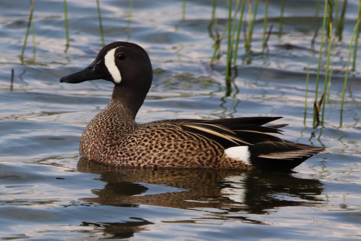 Blue-winged Teal - ML619128468