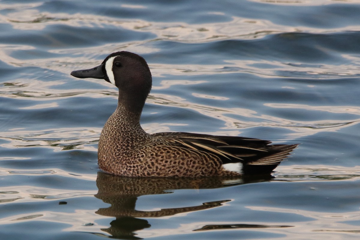 Blue-winged Teal - ML619128470