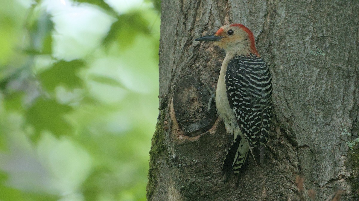 Red-bellied Woodpecker - ML619128491