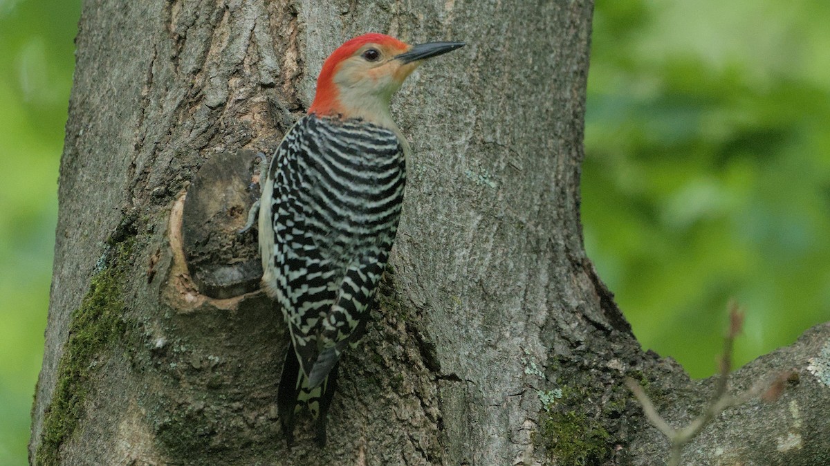 Red-bellied Woodpecker - ML619128492