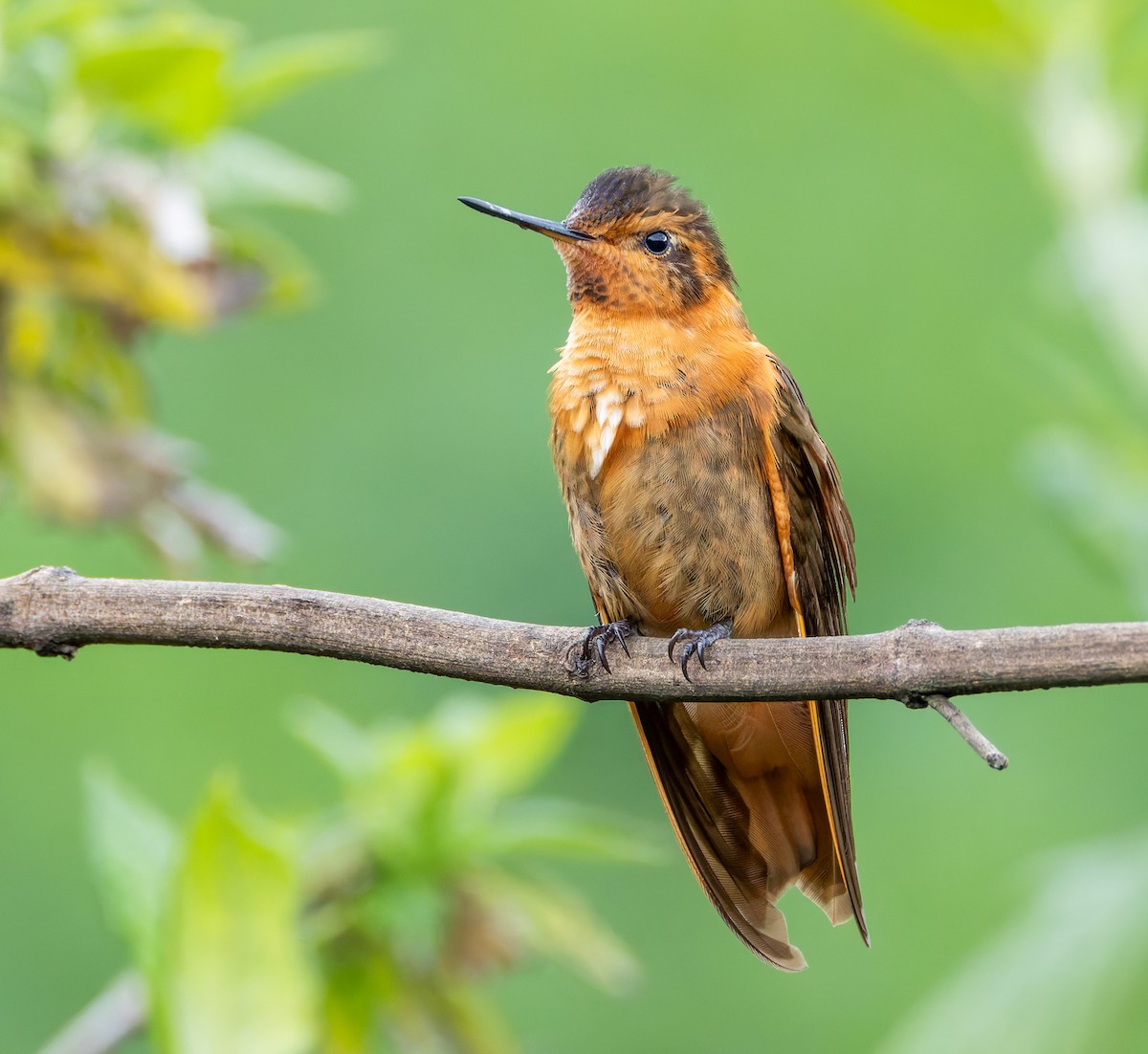 kolibřík duhovohřbetý - ML619128521