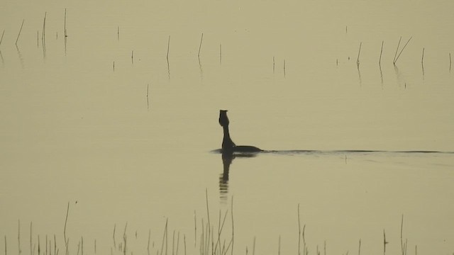 Great Crested Grebe - ML619128547
