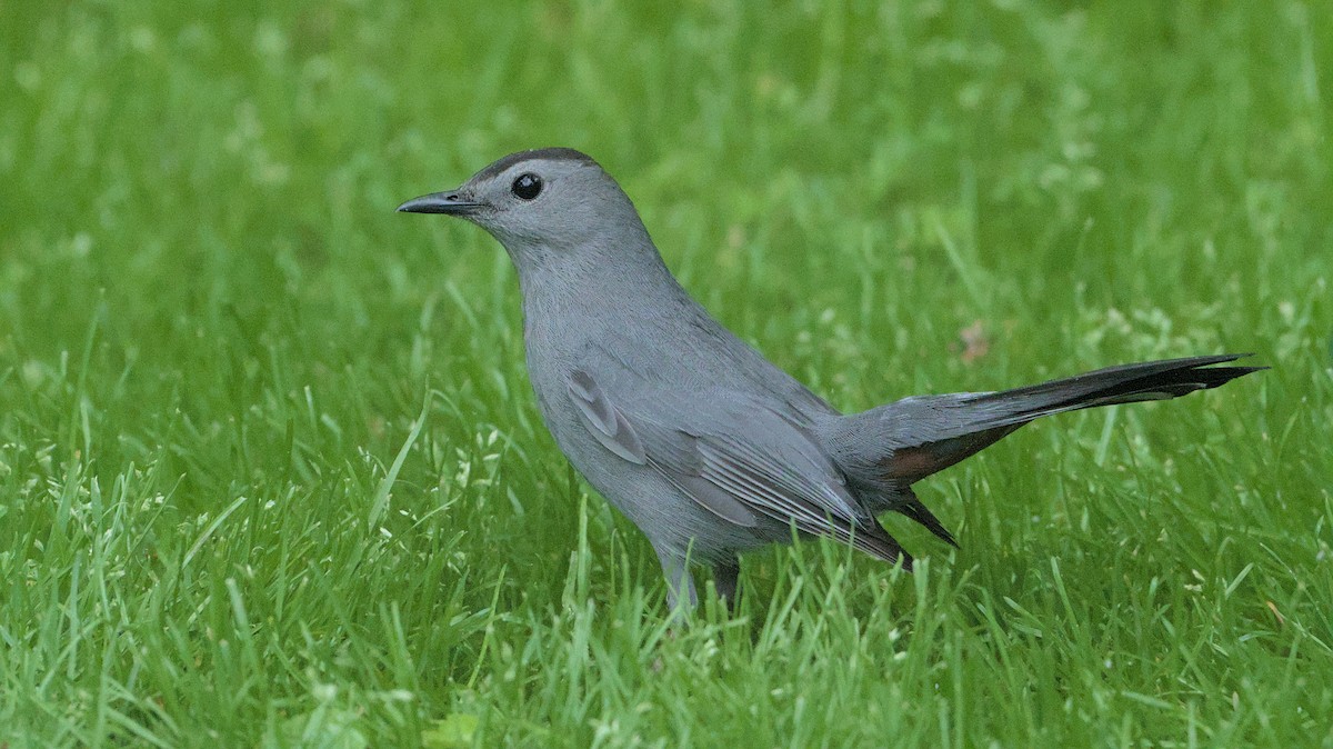 Gray Catbird - ML619128552