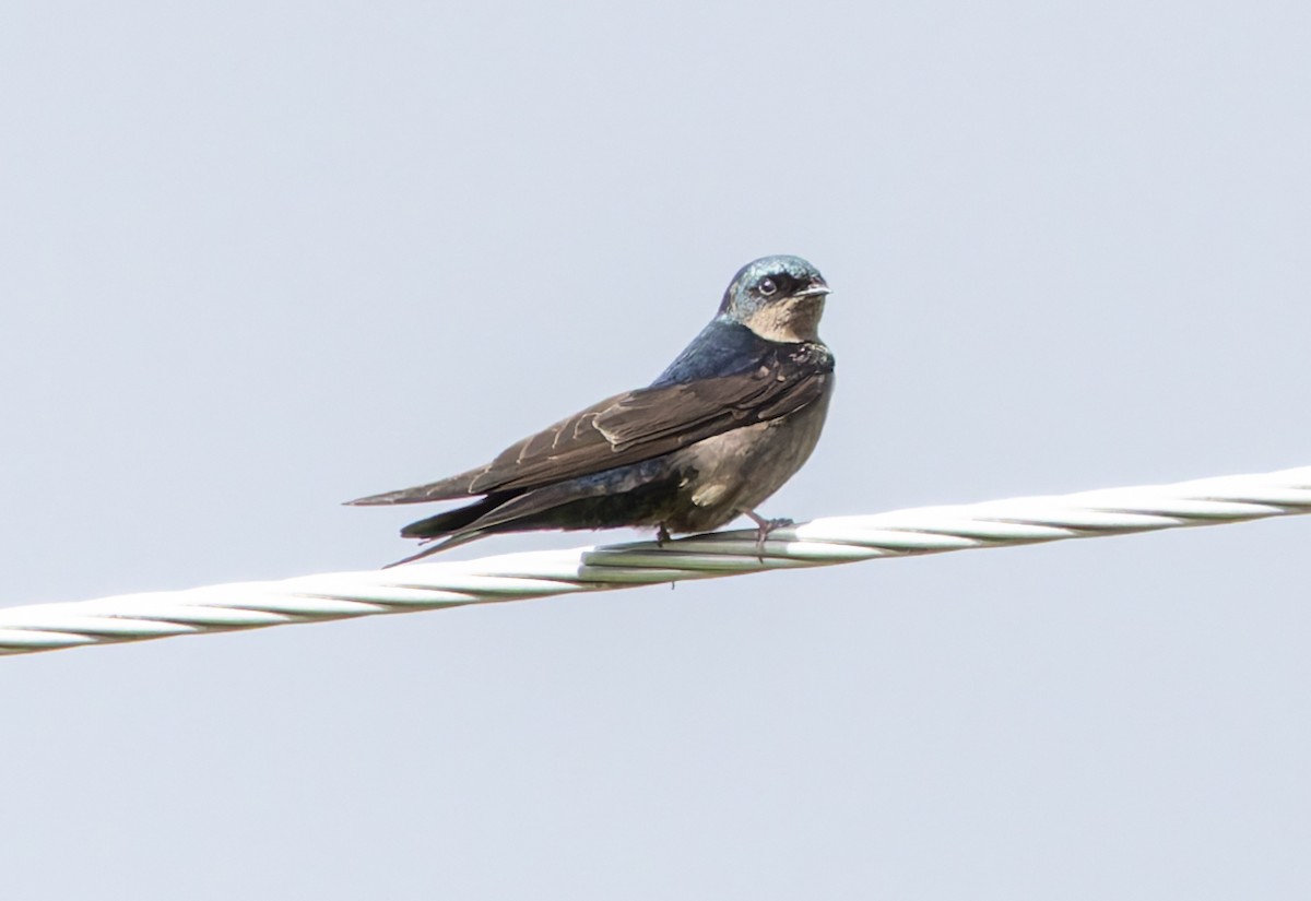 Brown-bellied Swallow - ML619128570