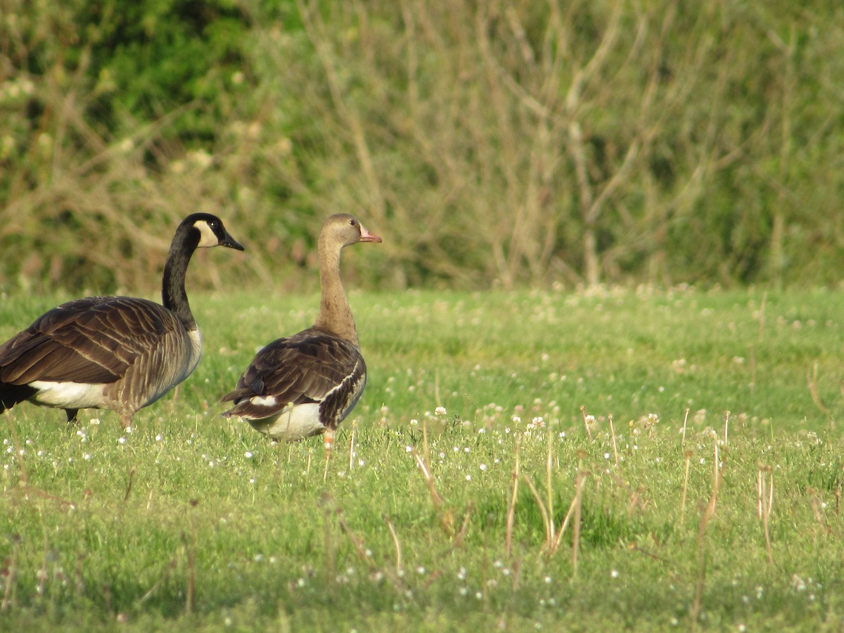 Greater White-fronted Goose - ML619128584