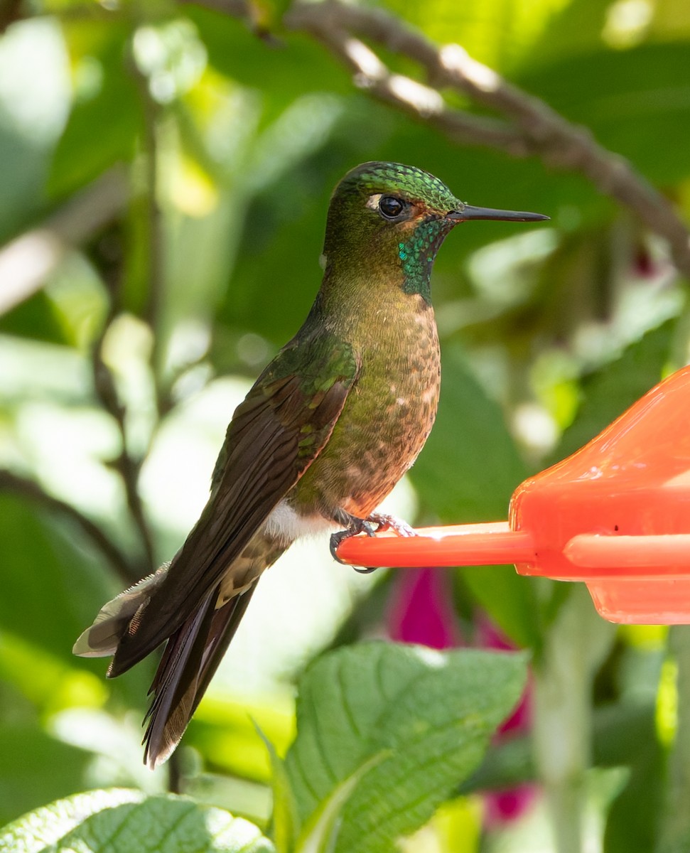 kolibřík dřišťálový - ML619128643