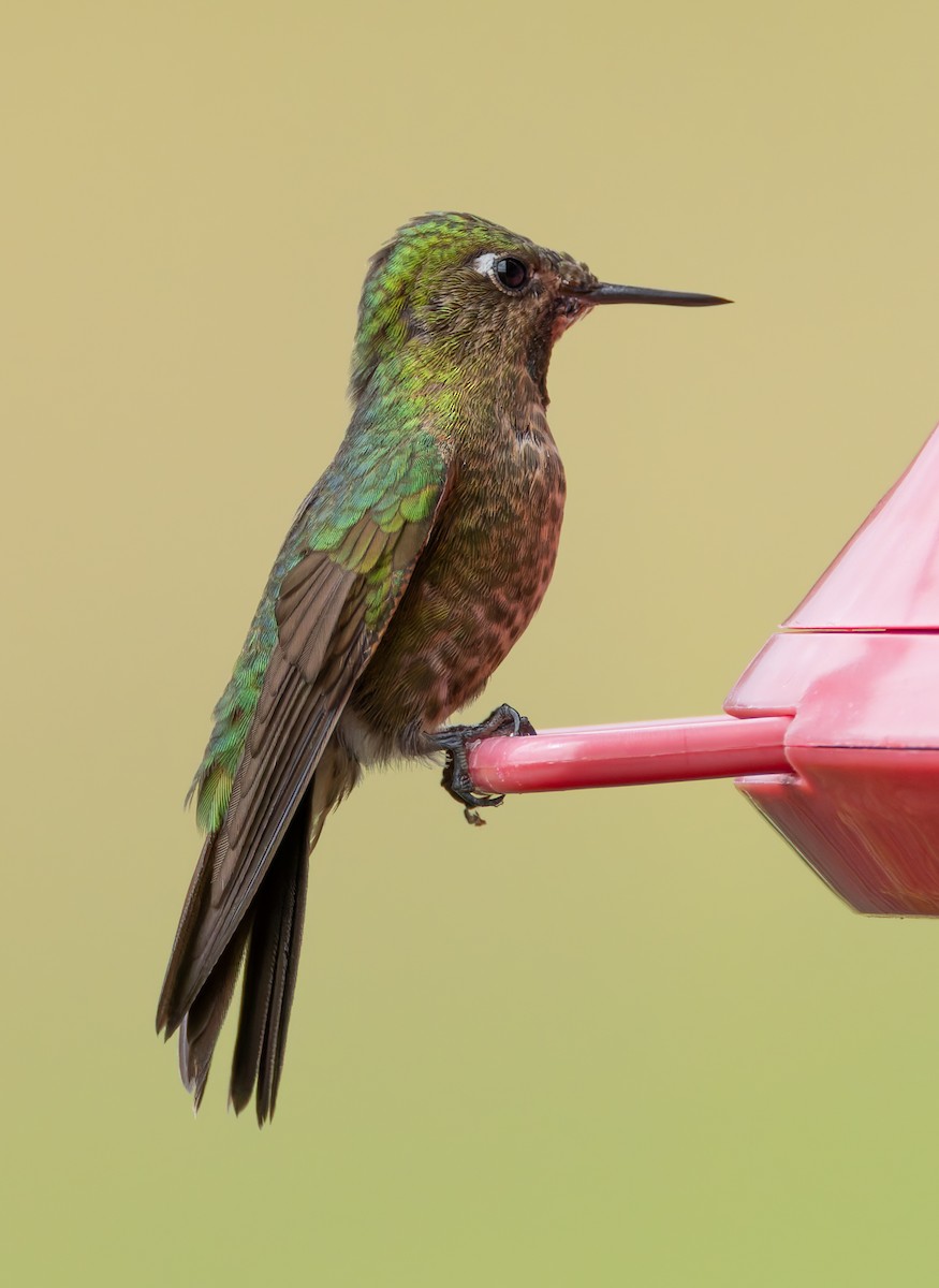 kolibřík dřišťálový - ML619128645