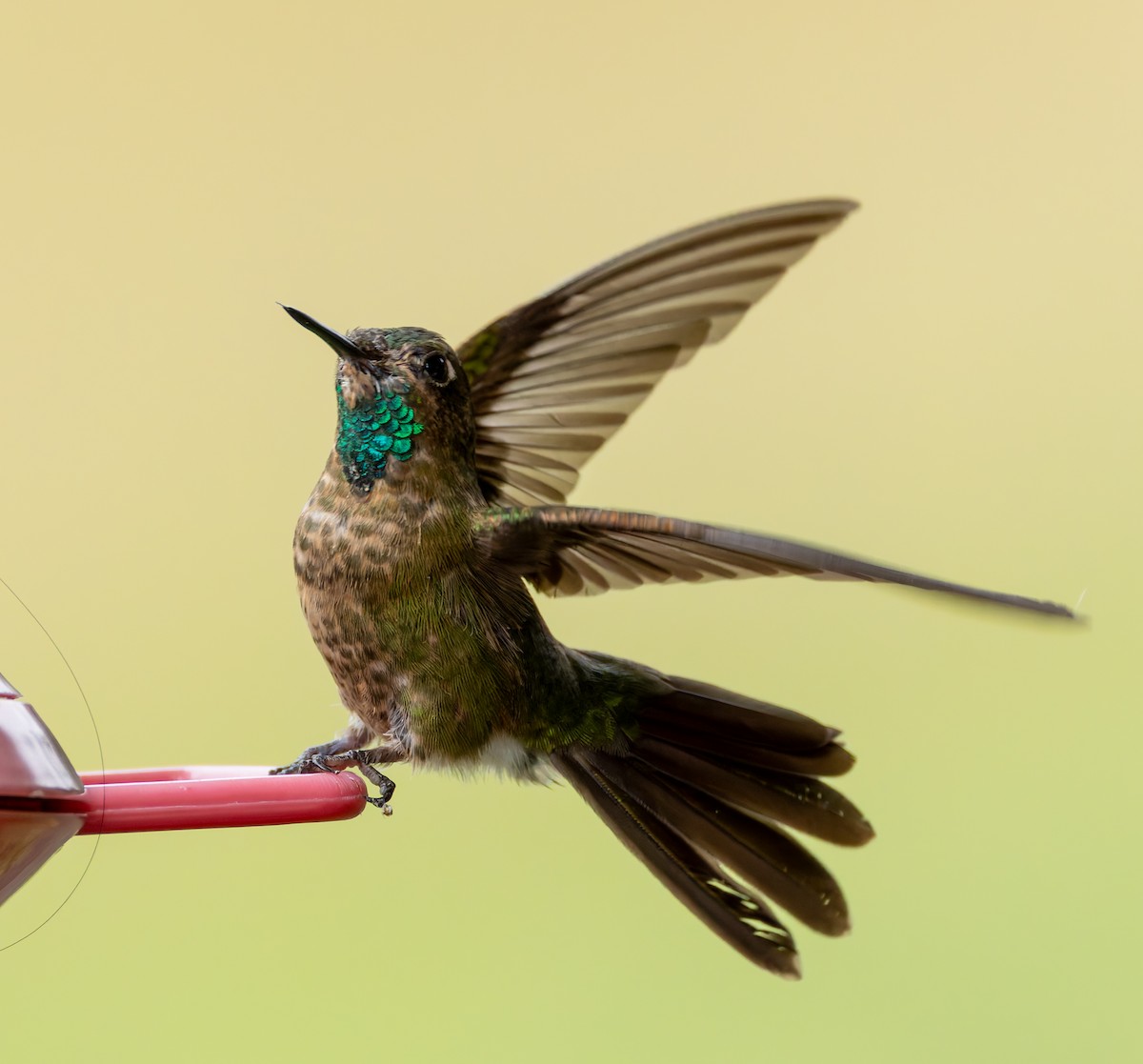 kolibřík dřišťálový - ML619128657