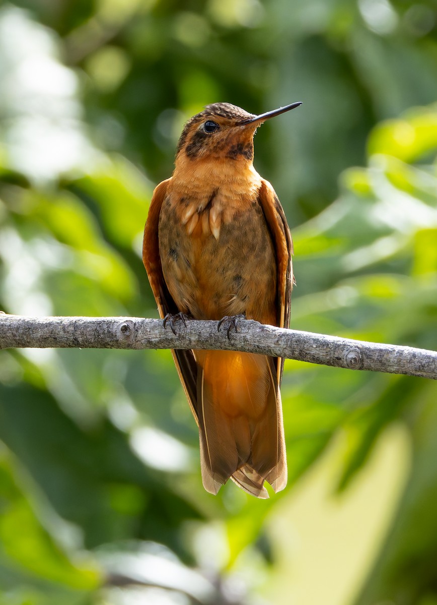 kolibřík duhovohřbetý - ML619128672