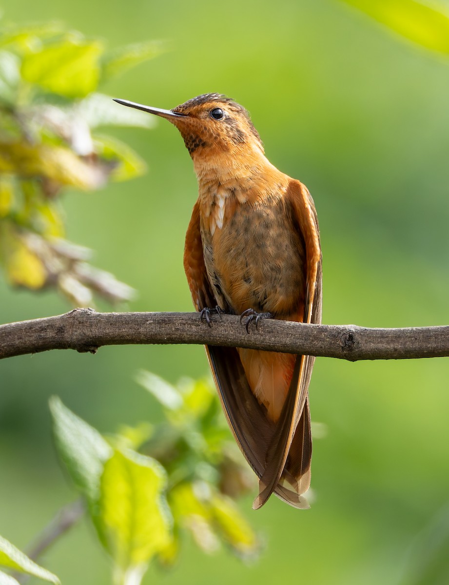 kolibřík duhovohřbetý - ML619128681