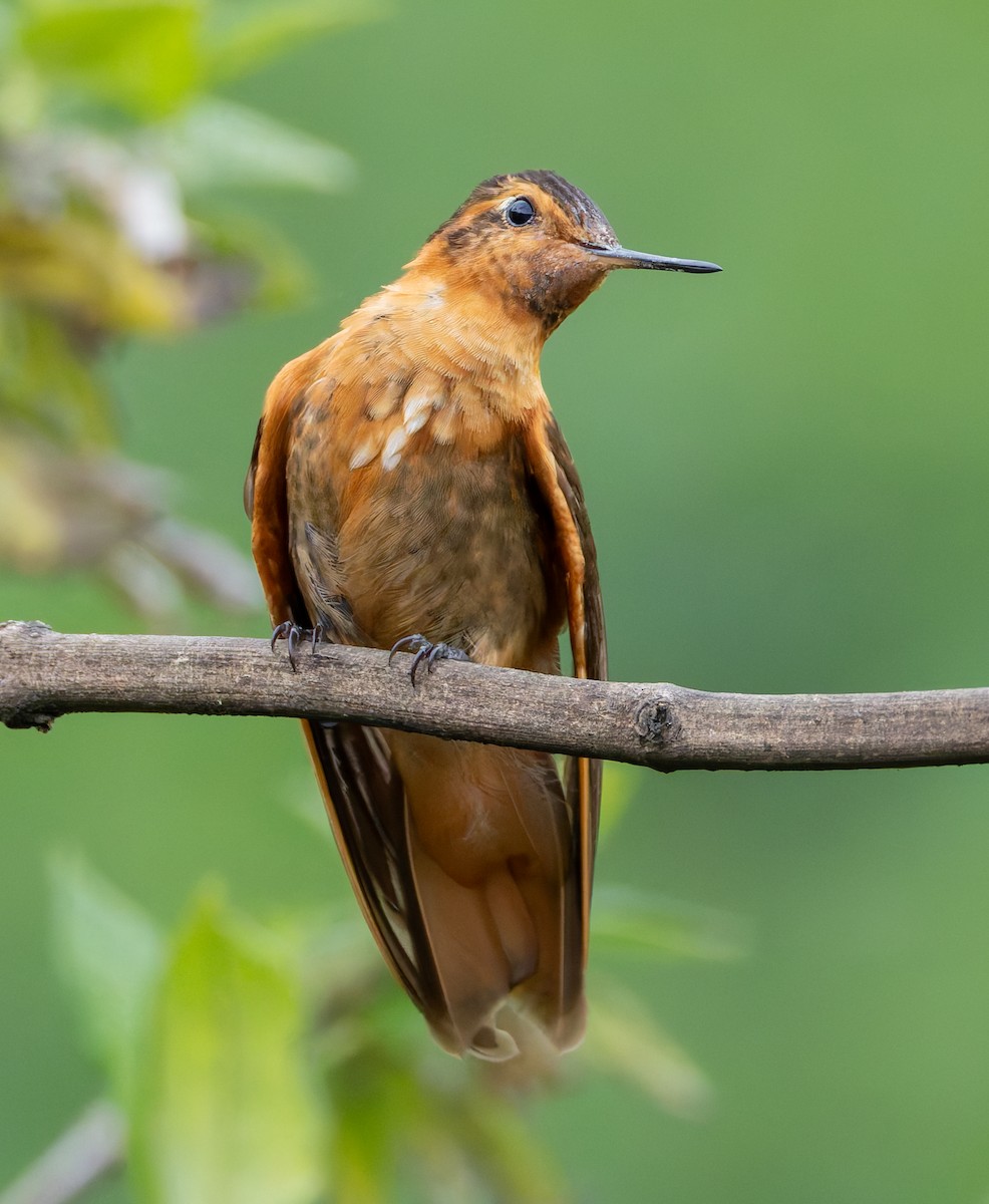 kolibřík duhovohřbetý - ML619128689