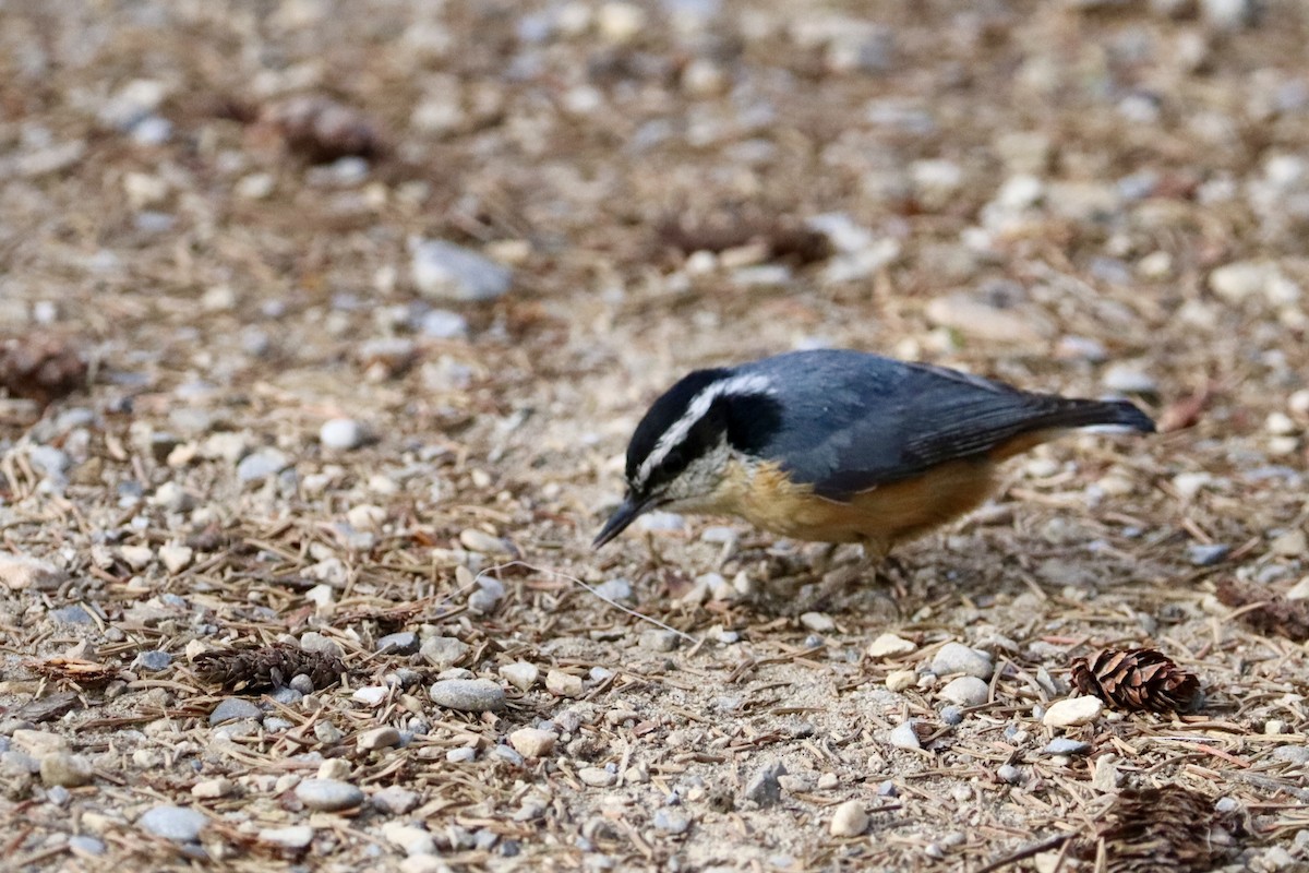 Red-breasted Nuthatch - ML619128724