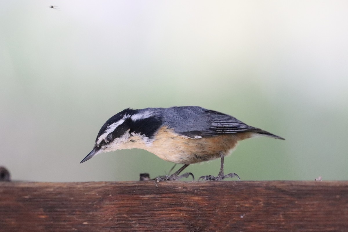 Red-breasted Nuthatch - ML619128725