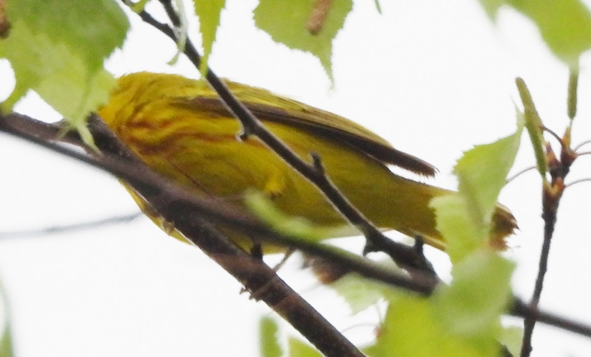 Yellow Warbler - ML619128731