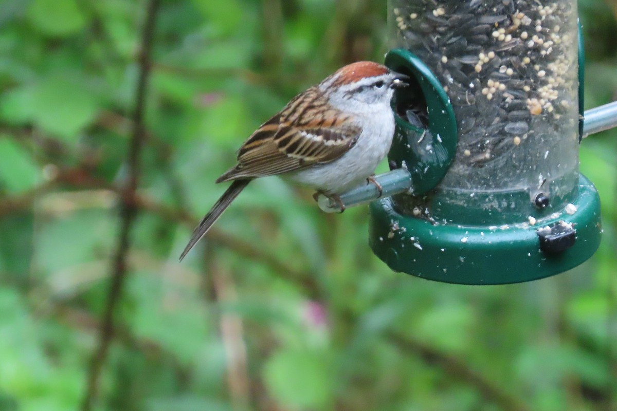 Chipping Sparrow - ML619128766