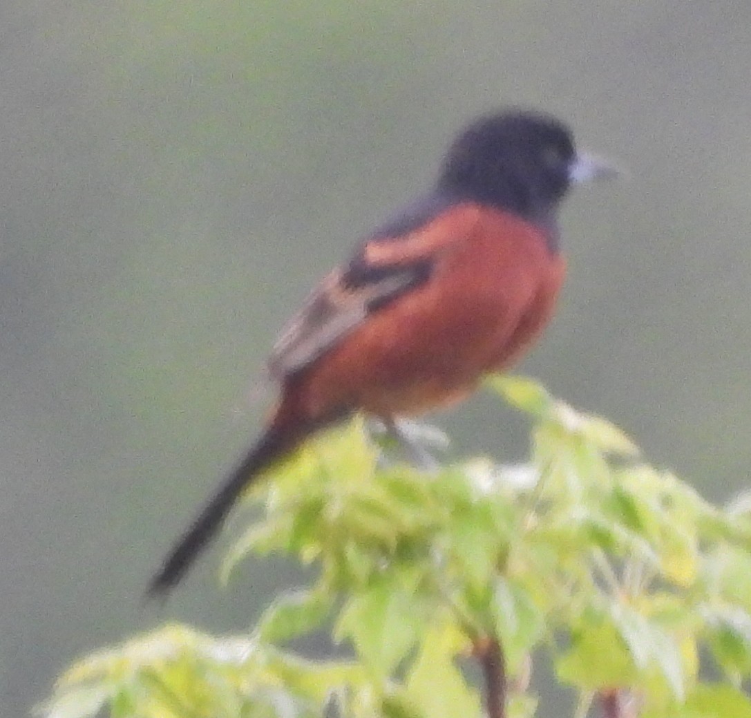 Orchard Oriole - ML619128774