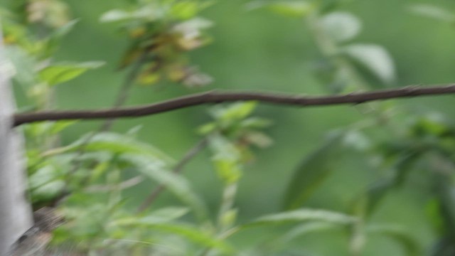 Исполинский колибри - ML619128817