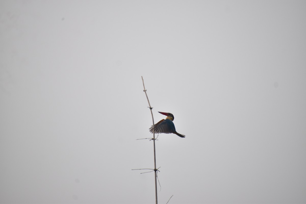 Stork-billed Kingfisher - ML619128864