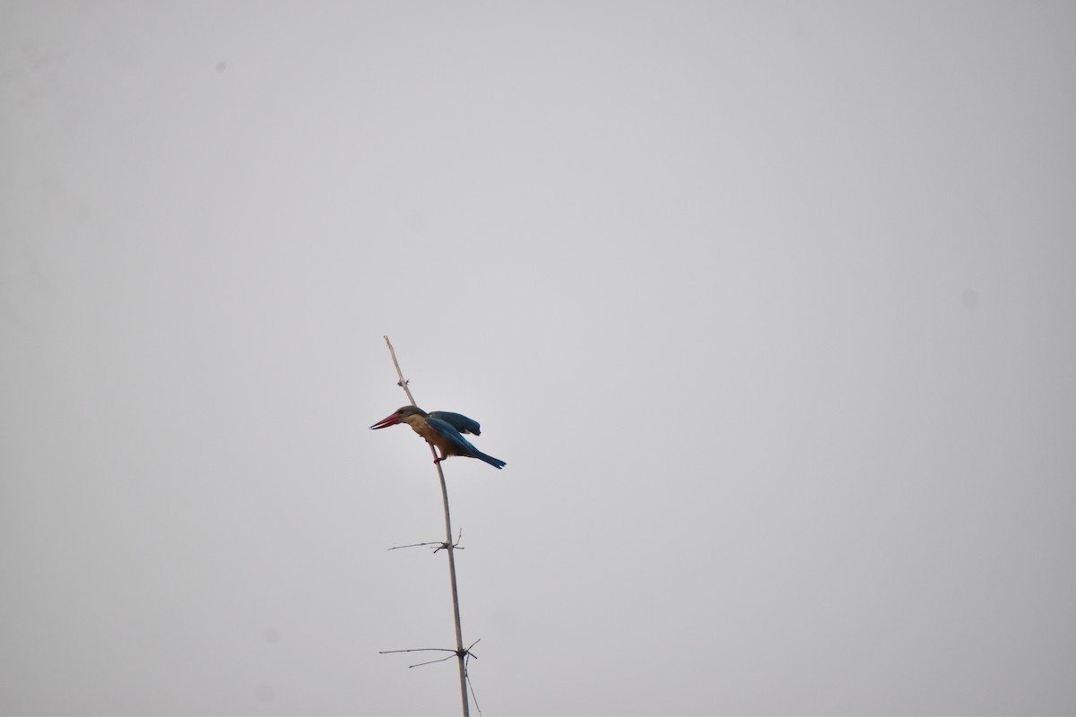 Stork-billed Kingfisher - ML619128866