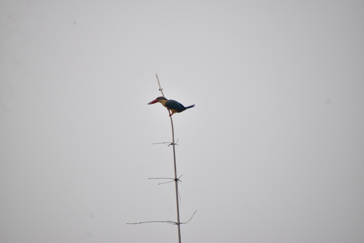 Stork-billed Kingfisher - ML619128867