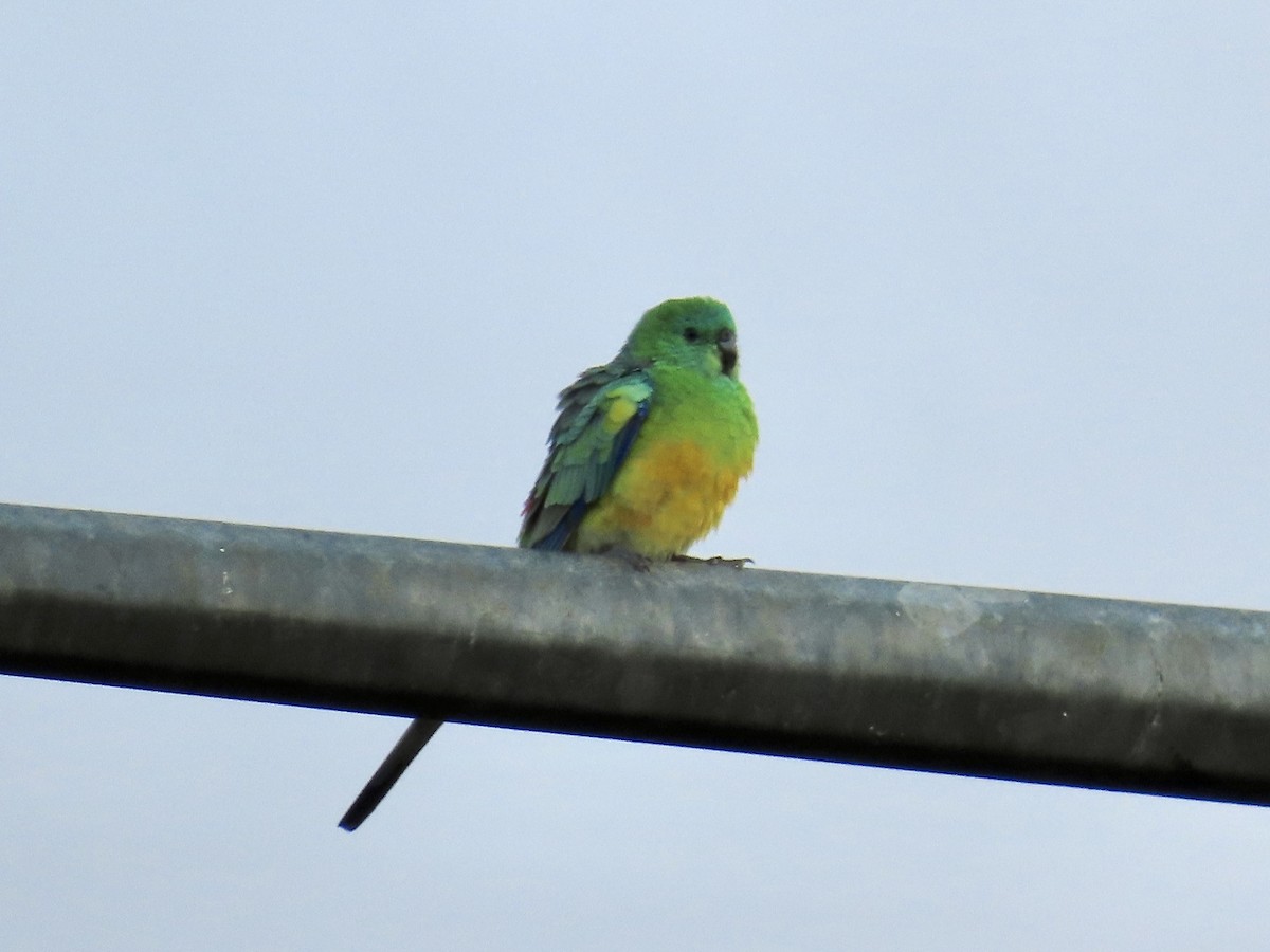 Red-rumped Parrot - ML619128899