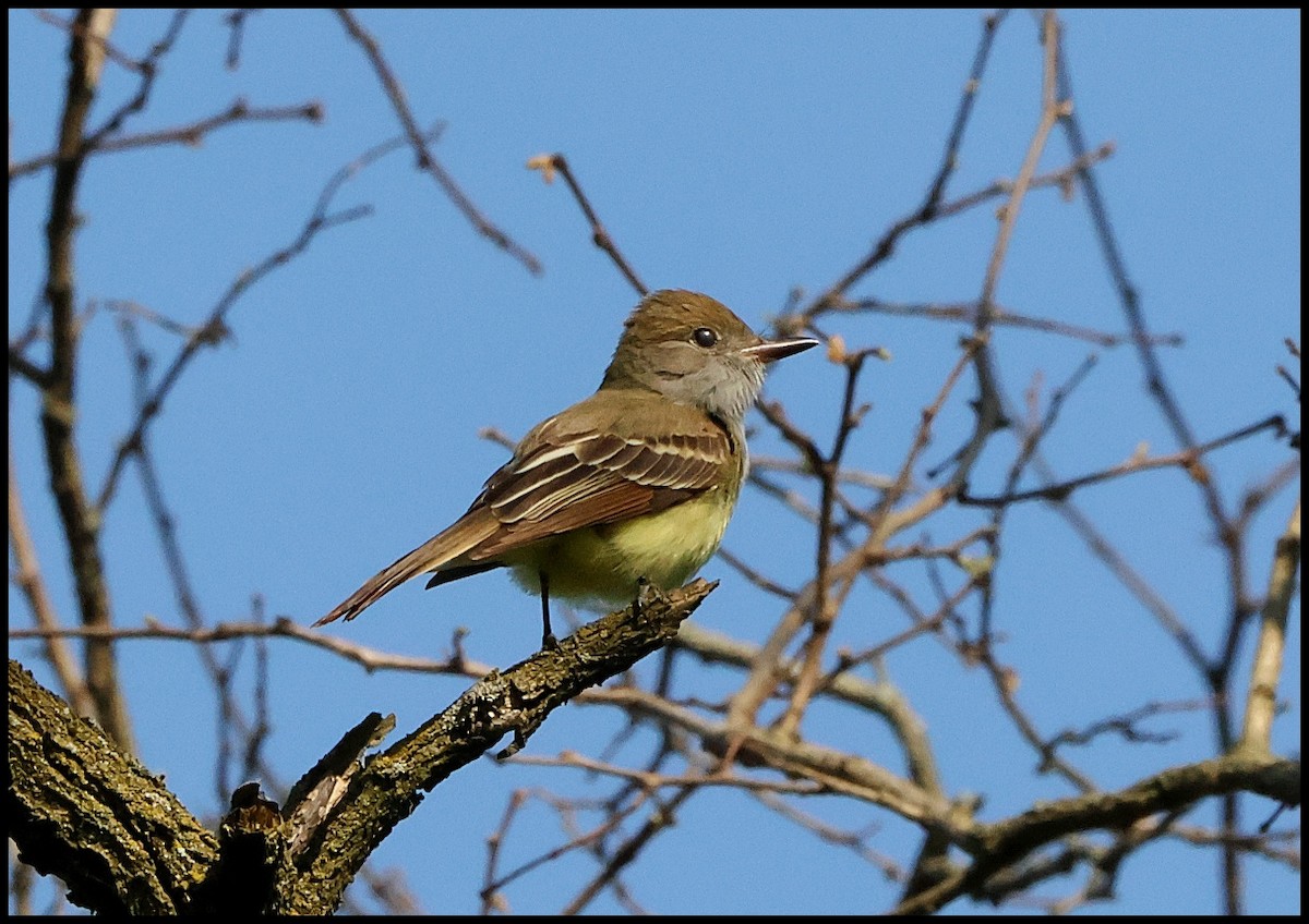Great Crested Flycatcher - ML619128907