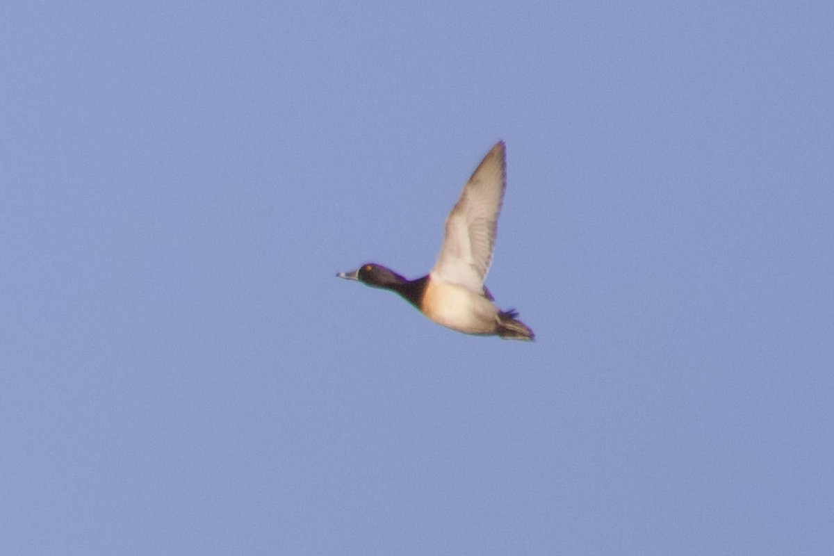 Ring-necked Duck - ML619128933