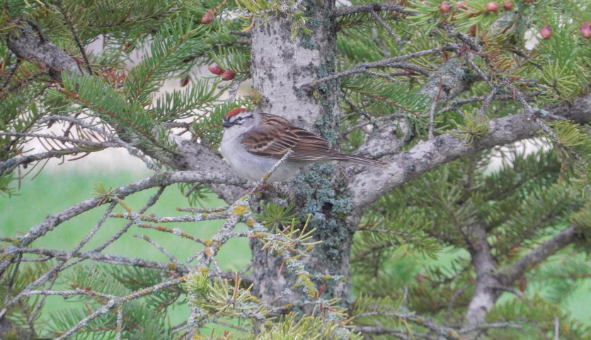 Chipping Sparrow - ML619128962
