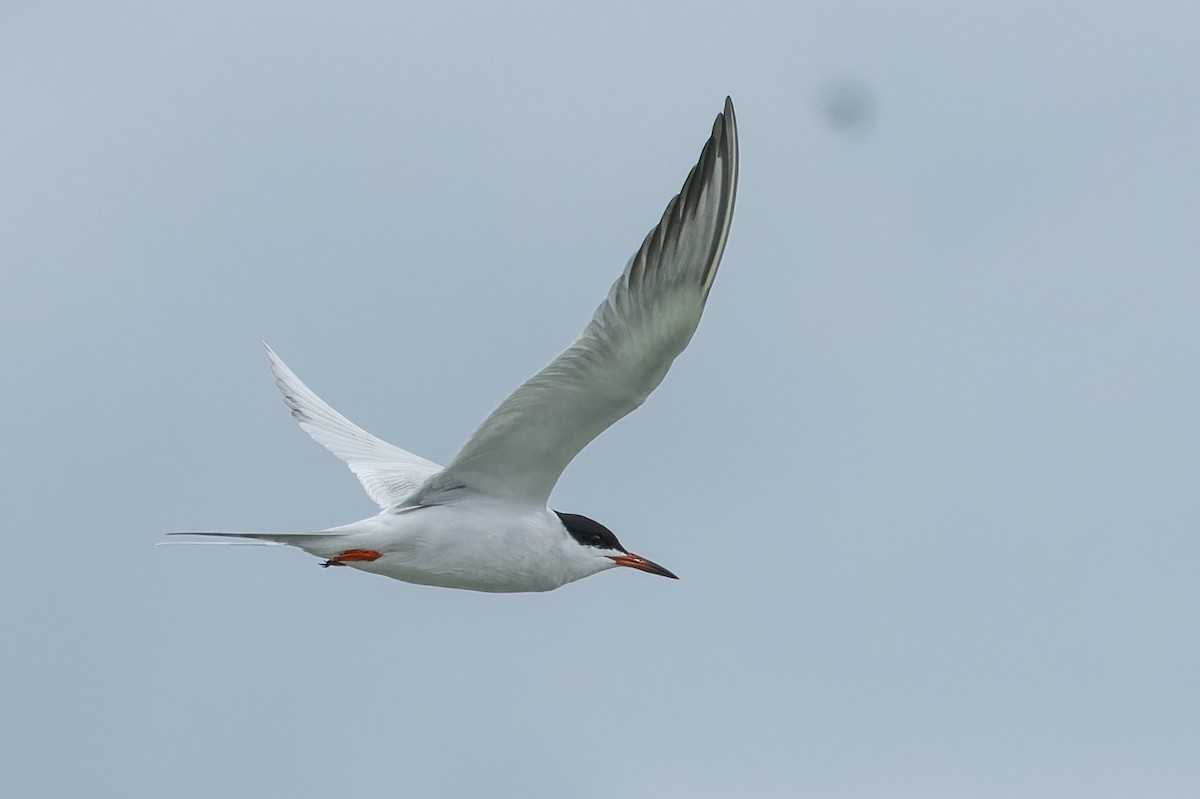 Common Tern - ML619128979