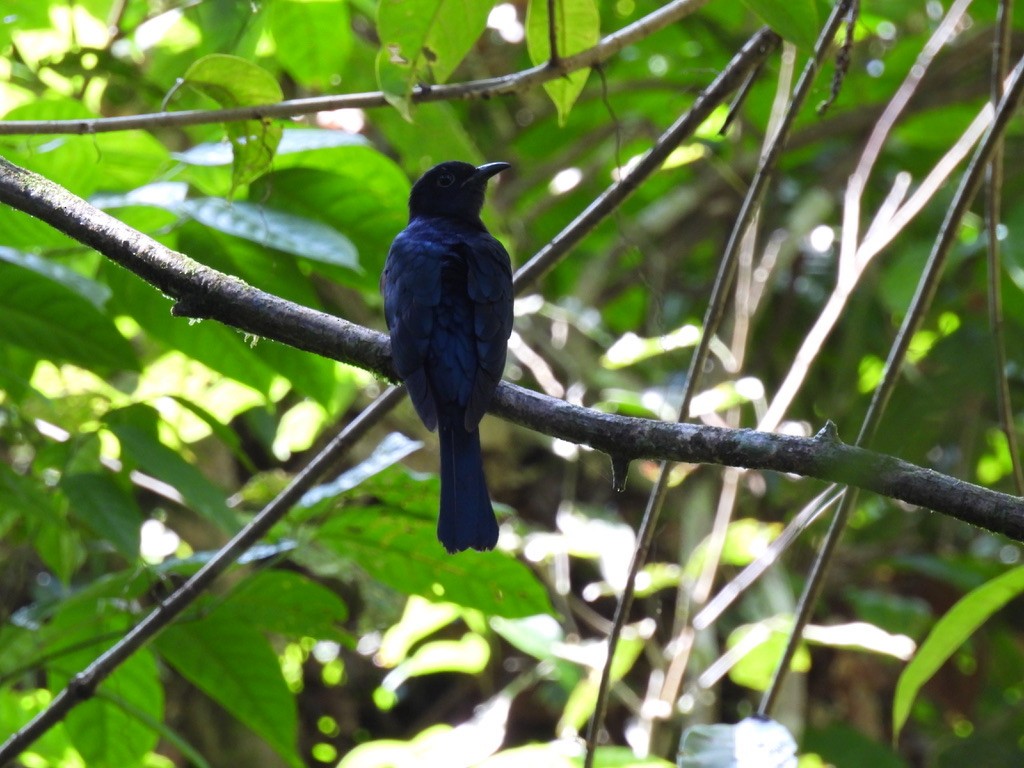 Square-tailed Drongo-Cuckoo - ML619128998
