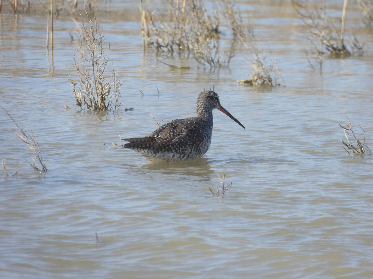 Spotted Redshank - ML619129005