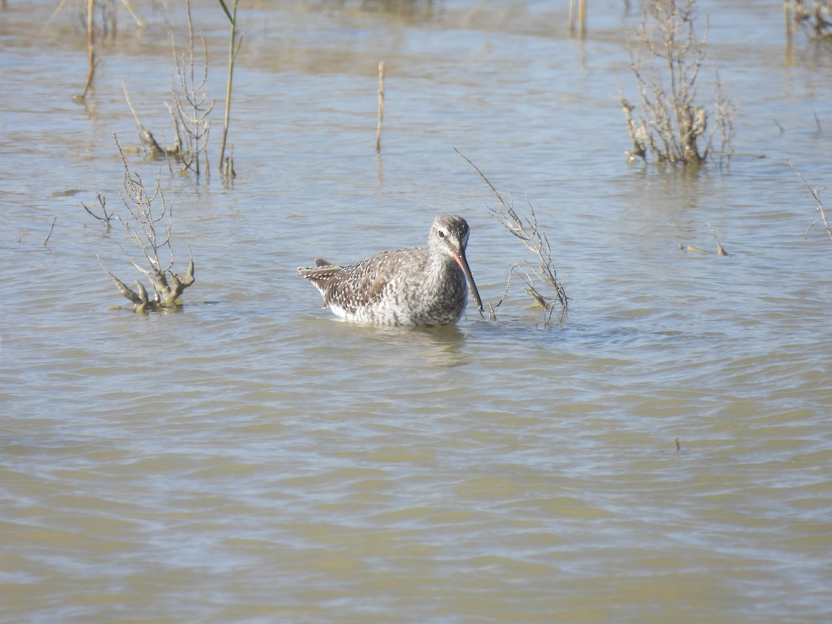 Spotted Redshank - ML619129006